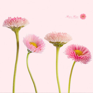 [나무자전거]뮤럴벽지[huea] apk-059 [접착/비접착]/꽃/꽃잎, 나무자전거